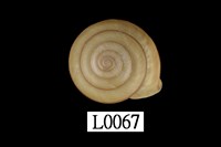 藏品(小菱蝸牛)的圖片